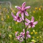 Lilium martagonCvet