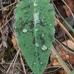 Hieracium glaucinum Leaf