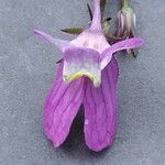 Linaria maroccana Flor