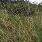 Scirpoides holoschoenus Casca