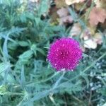 Knautia arvensisFiore