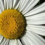 Leucanthemum adustum Blomma