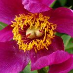 Paeonia mascula പുഷ്പം