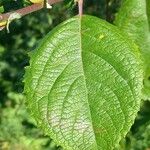 Salix aurita Leaf