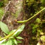 Cynorkis coccinelloides Fruit