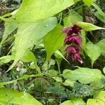 Leycesteria formosa Квітка