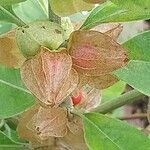 Withania somnifera Fruit