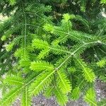 Abies alba Leaf