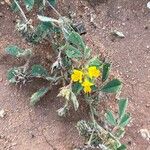 Medicago doliata Levél