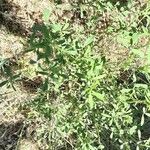 Trifolium alexandrinum Hàbitat
