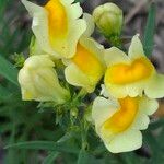 Linaria vulgaris Flower