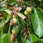 Non identificatFruchs