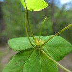 Euphorbia dulcis Kukka