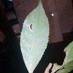 Symplocos martinicensis Leaf