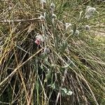 Pardoglossum cheirifolium Habit