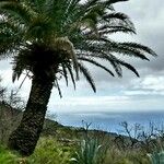 Phoenix canariensis Bark