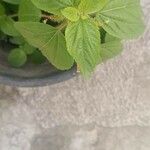 Acalypha aristata Hoja