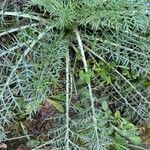 Cynara humilis Hoja