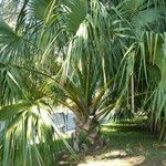 Sabal causiarum Habit