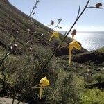 Kickxia scoparia Fula