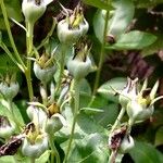 Platycodon grandiflorus Fruit