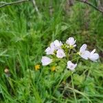 Cardamine pratensisFleur