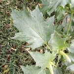 Datura stramoniumLeaf