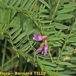 Vicia cassubica Arall