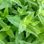 Mentha spicata পাতা