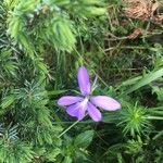 Viola cornuta Flower