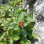 Rubus saxatilis Fruto