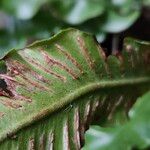 Asplenium scolopendrium Fula