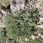 Phlomis olivieri Other