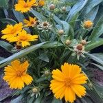 Coreopsis grandifloraFlor