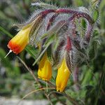 Onosma frutescens Kvet