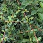 Cotoneaster × suecicus Feuille