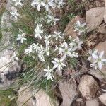 Arenaria aggregata Flor