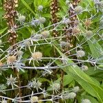 Eryngium planum অভ্যাস