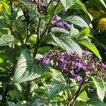 Heliotropium arborescens List