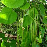 Catalpa ovata ഫലം