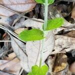 Triodanis perfoliata Blatt