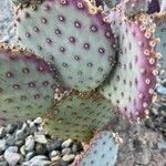 Opuntia macrocentra Kôra