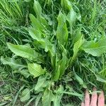 Rumex crispus Folha