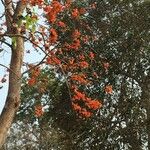 Erythrina fusca Çiçek