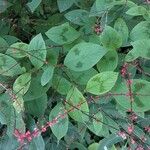 Persicaria virginiana Hoja