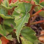 Begonia sutherlandii Foglia