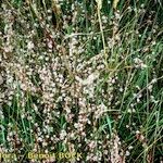 Cuscuta epithymum Yeri