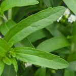 Stevia rebaudiana List