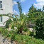 Phoenix canariensis Характер