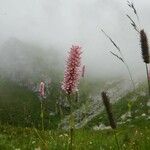 Bistorta officinalis Bloem